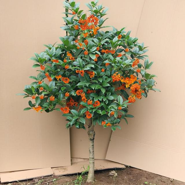 房前镇宅风水树，吉树进吉宅富贵自然来