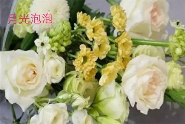 切花月季哪几个品种比较好，常见切花月季一览