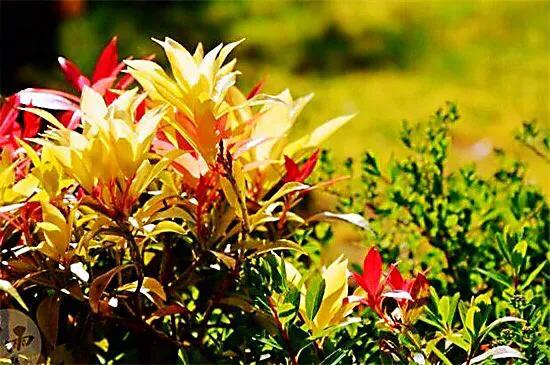 马醉木好不好养，马醉木及其品种介绍