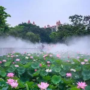 重庆荷花网红打卡地，重庆新晋网红打卡地美心