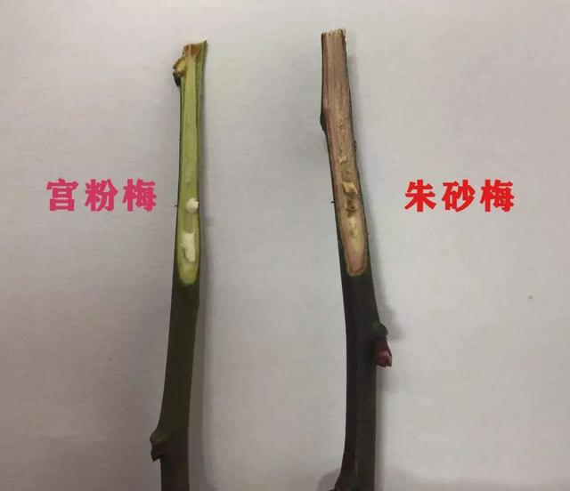 什么梅花品种好，梅花哪个品种比较好看