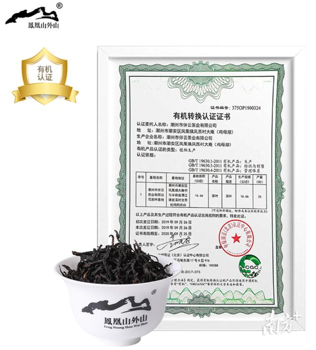 潮州凤凰单丛茶，最后一批潮州凤凰单丛茶（如何品鉴凤凰单丛）