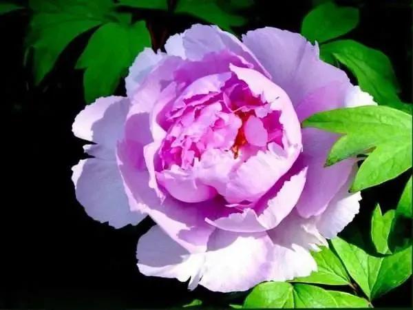 牡丹一朵值千金，牡丹的最佳诗句