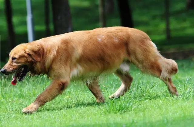 金毛犬的习性和可爱之处，位居最受欢迎狗狗前列