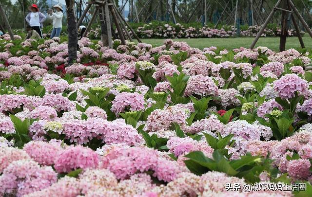 绣球花的种植方法及养护技术，代表希望健康美满