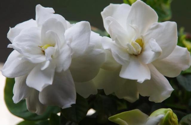 养栀子花的寓意是什么，栀子花的寓意和象征风水