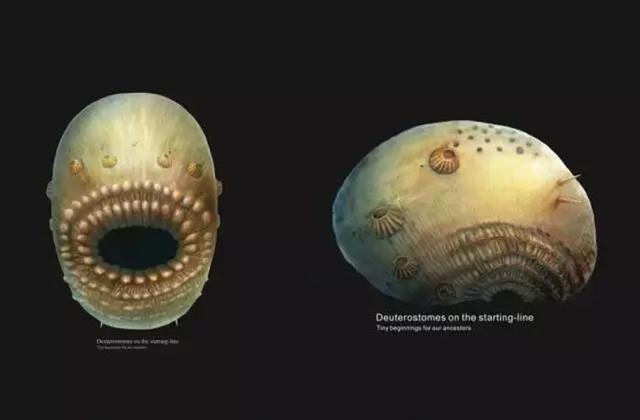 人类的进化史到底是什么样的，人类进化史上有13万年的空白,过程中发生了什么