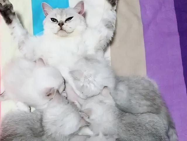 母猫应该绝育吗，它真的没有你想象的那么神奇