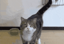 从猫咪的尾巴能看出什么，猫咪尾巴会说话