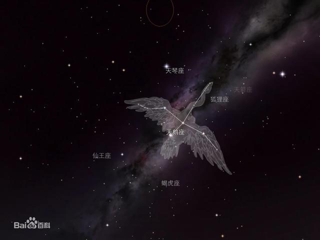 白天鹅和黑天鹅，白天鹅和黑天鹅到底有什么秘密（公园的天鹅为何都黑色的）