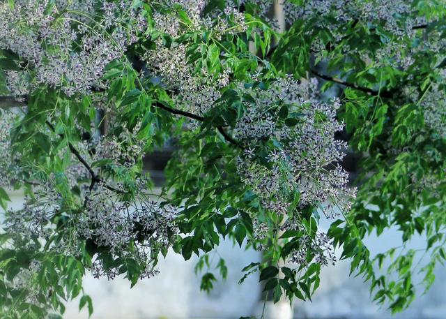 紫红色景观花卉，花卉紫色花卉