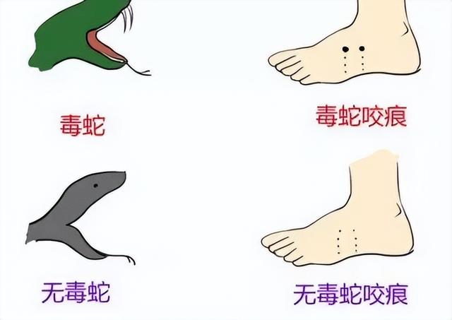 21岁小伙被神秘毒蛇咬伤，广西70岁老伯欲吓唬毒蛇反被追着咬