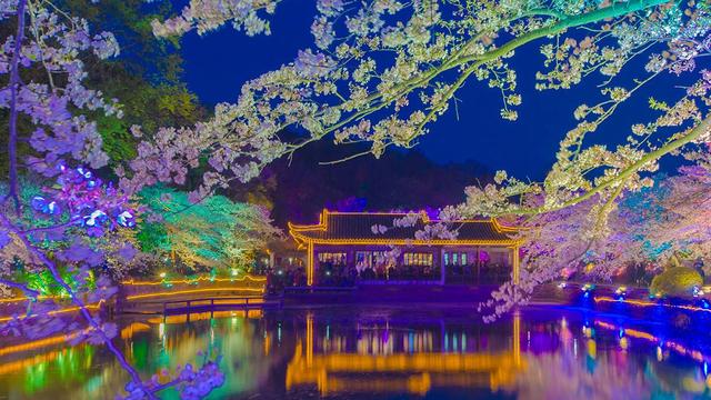 相约无锡太湖鼋头渚樱花季，赴鼋头渚来一场樱花的春日约会