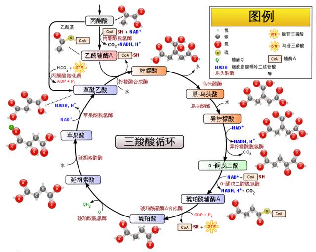 酵母菌发酵原理，酵母发酵的三大条件