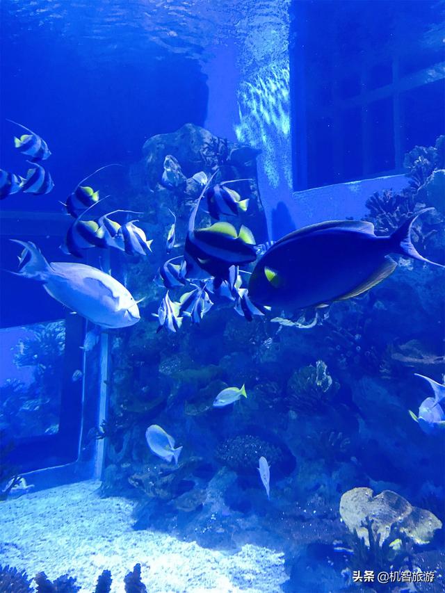 日照海洋公园门票，日照海洋公园怎么玩