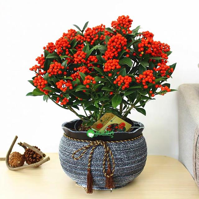 春节花卉品种大全大图，春节遇花期，五彩斑斓过新年
