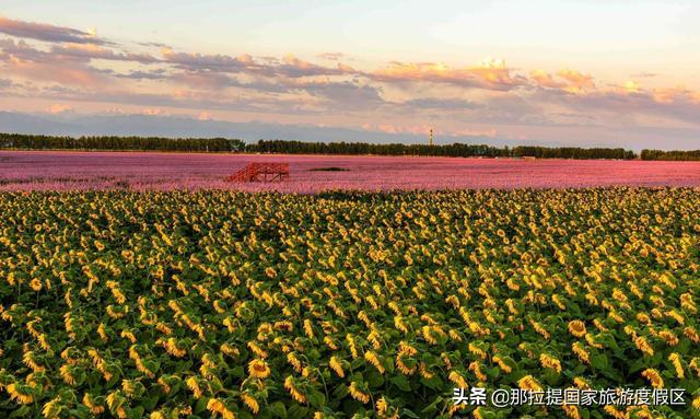 伊犁河谷最值得去的地方，伊犁河谷赏花攻略