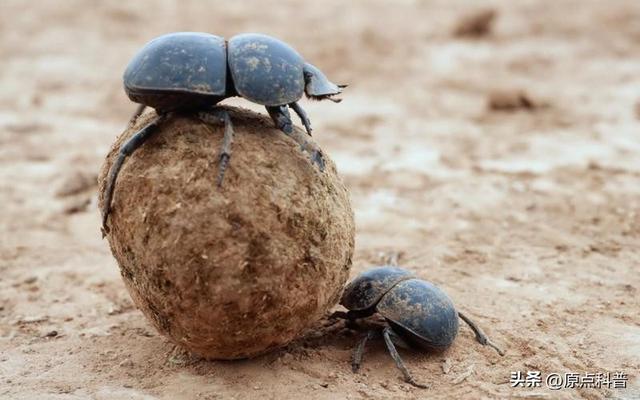 盘点童年玩过的十种昆虫，童年玩过的10种昆虫