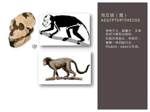 人类的进化史到底是什么样的，人类进化史上有13万年的空白,过程中发生了什么