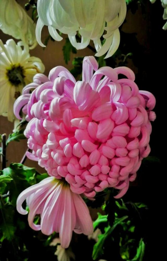 花开有期只为在最美时光里遇见你，一花一深情花如人生