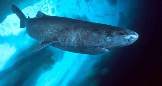 牛寿命一般多久，地球上寿命最长的动物