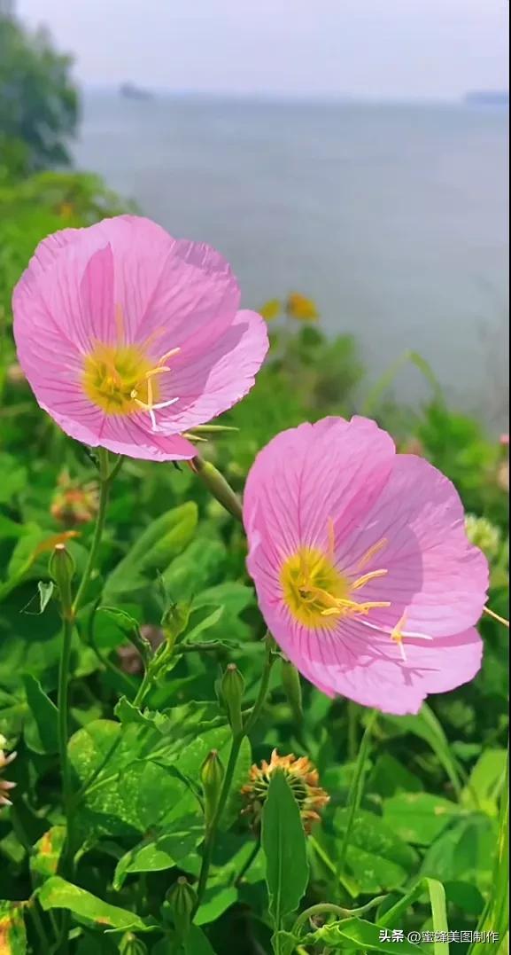 精美桌面壁纸蓝天白云天空美景，蓝天白云的壁纸，晴朗一夏