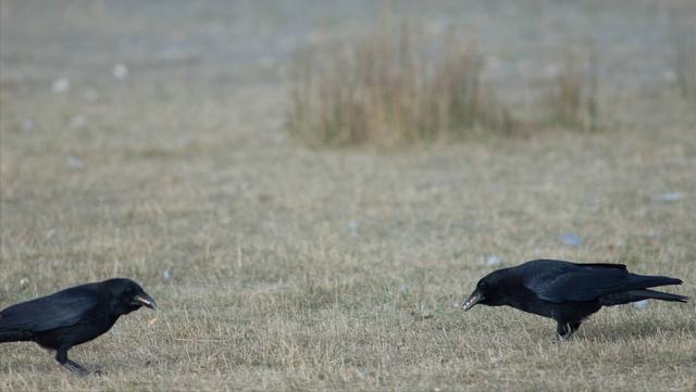 乌鸦为什么不吉利，乌鸦为什么被认为不吉祥的鸟（乌鸦在清朝被称为）