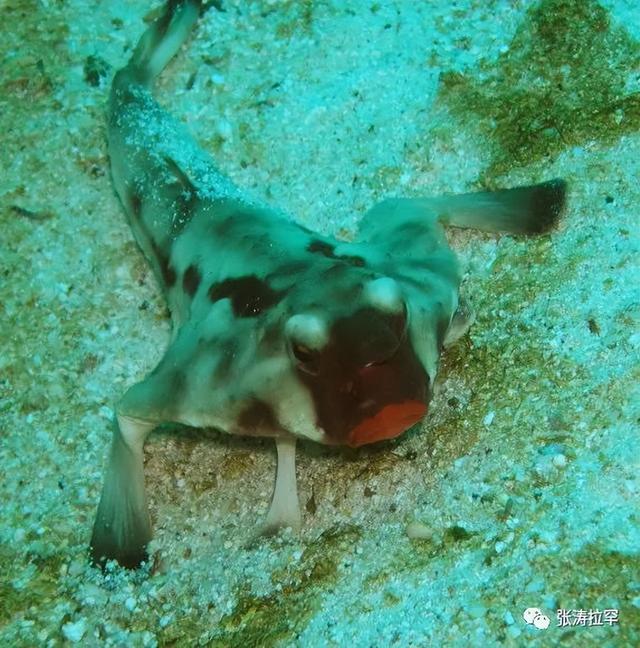 6种长相奇特的动物，千奇百怪一眼销魂