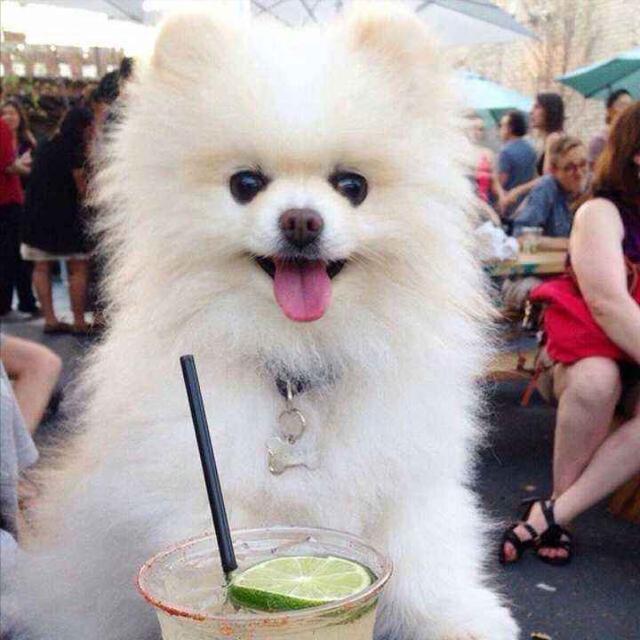 怎样分辨博美犬的性格，小博美的这几个性格特点