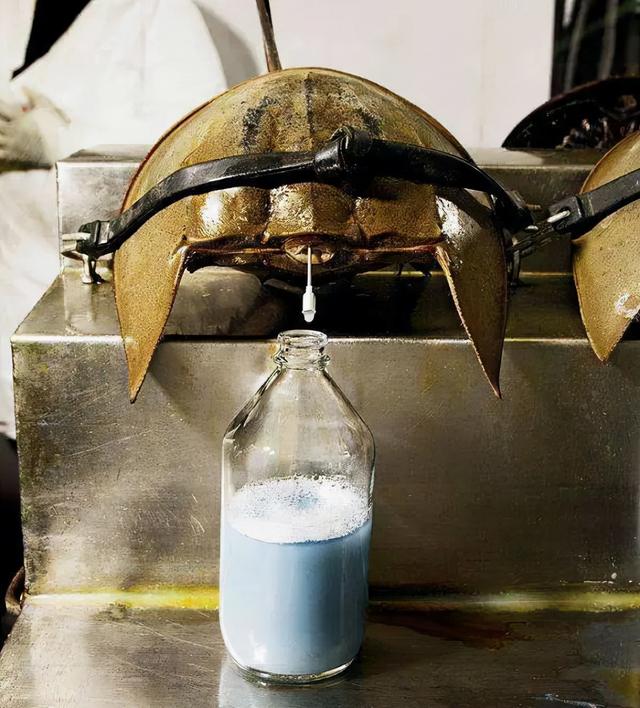 柬埔寨血奴事件，柬埔寨血奴事件发生原因（90后福建女子柬埔寨遭性侵殴打）