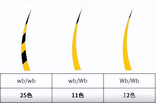 金渐层和银渐层，多少色金渐层配银渐层好（哪种猫摸起来手感最好）