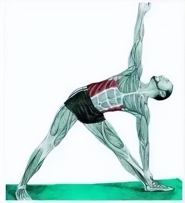 10分钟懒人拉伸训练动作，这6组33个拉伸动作绝了