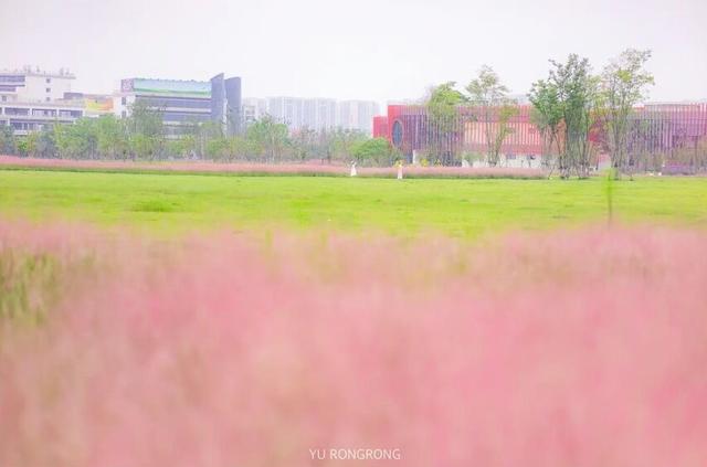 粉黛草向日葵彼岸花海...成都有多少惊喜，粉黛花海花期50天