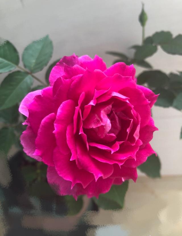 阳台养月季就选，阳台月季适合新手养的品种