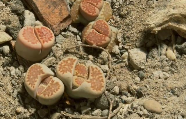 沙漠里有哪些植物，沙漠中的常见植物（推荐6款盆栽沙漠植物）