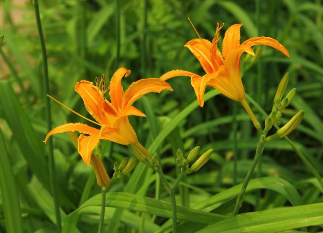 农村常见的花，凌巧分享篇41——这15种生活中常见的野花