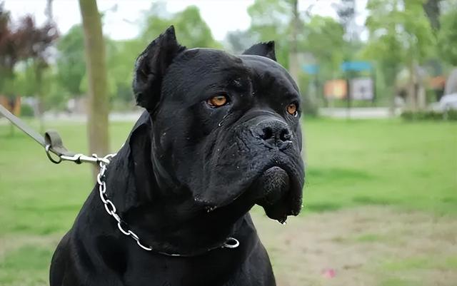 女生适合养的护卫犬，什么狗最适合在家庭饲养保护家园（有它们在身边就像雇个保镖）