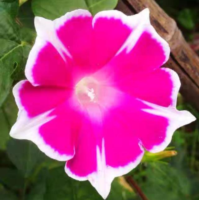 做梦也没想到牵牛花能开成这个样子，斗牛牛心脏（周公解梦：梦见这四种花草）