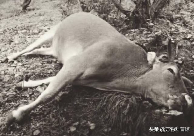 朊病毒到底是一种什么东西，千万别吃同类的肉