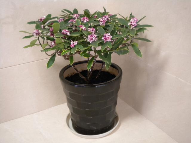 春节花卉品种大全大图，春节遇花期，五彩斑斓过新年
