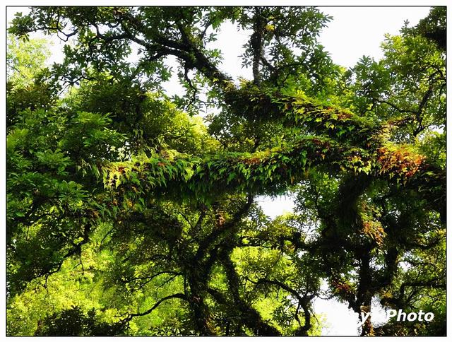 桂林山水为什么是甲天下，桂林山水甲天下