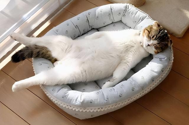 猫的性格特征和品质特点，一只猫拥有这7大特征