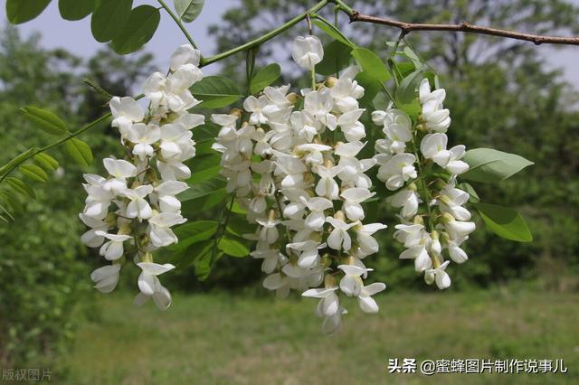 一束鲜花一份温馨一种愉悦，一束鲜花一个春天