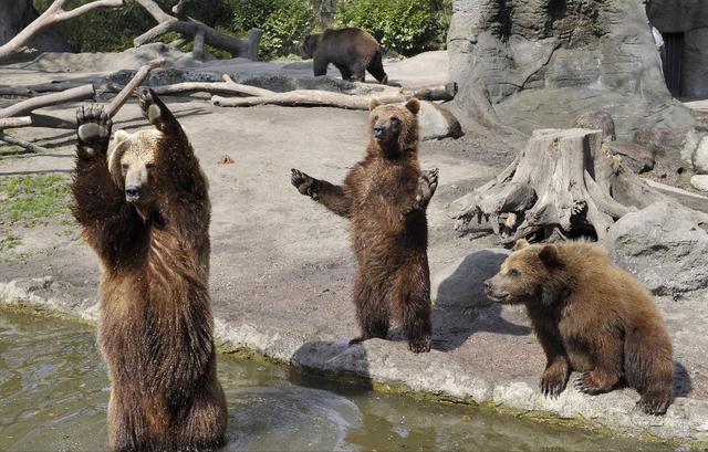 上海野生动物园熊吃人，我们为什么要救黑熊