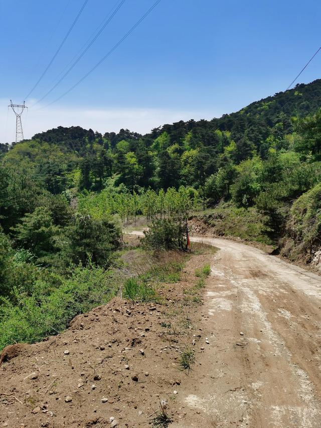 大王叫我来巡山舞蹈，大王叫我来巡山