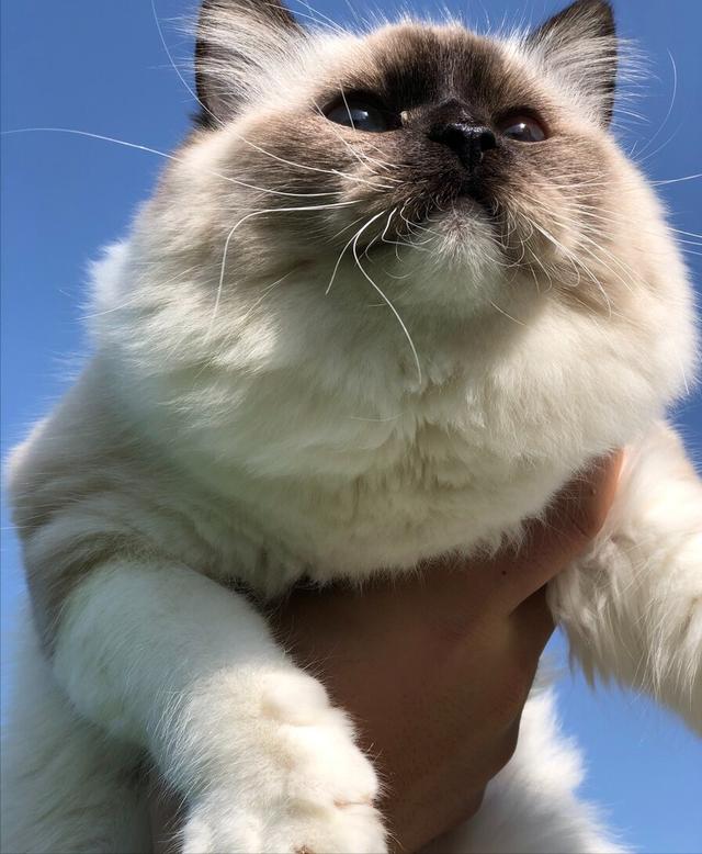 布偶猫有不同的品种，布偶猫的种类和颜色