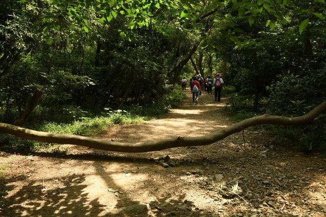 关于深圳梧桐山简介，深圳之巅——梧桐山