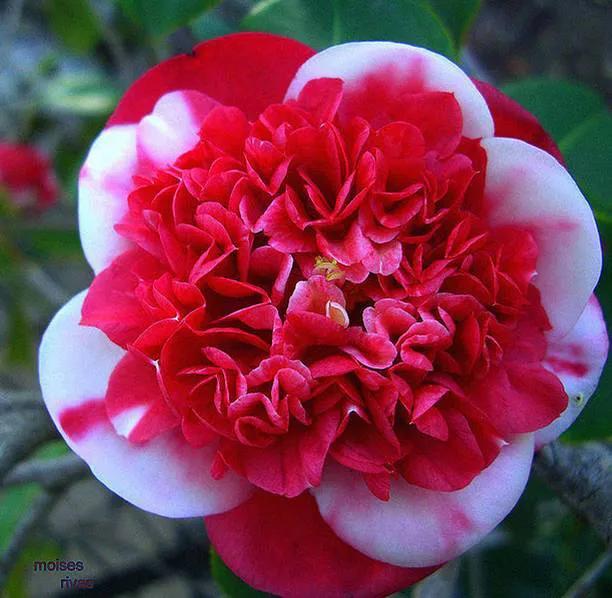 各种最好看的鲜花，分享40多种美丽的鲜花