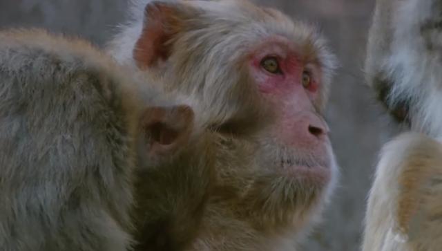 猴王争夺有多残酷，猴王争夺有多残忍