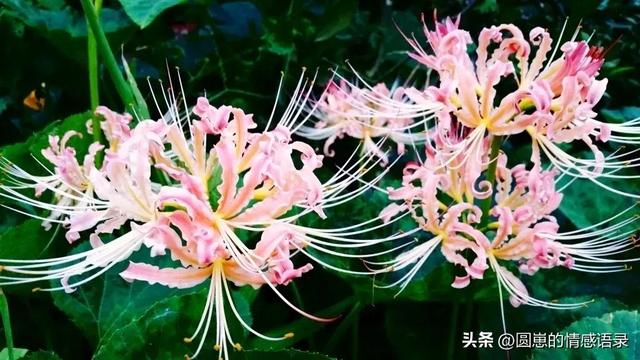 彼岸花的传说，彼岸花的真正故事有什么传说